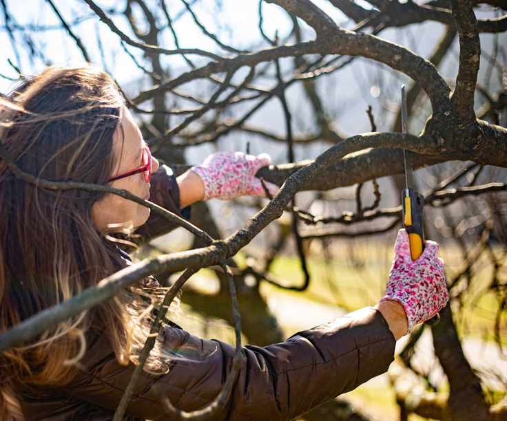 Pruning tree branches with a pruning saw