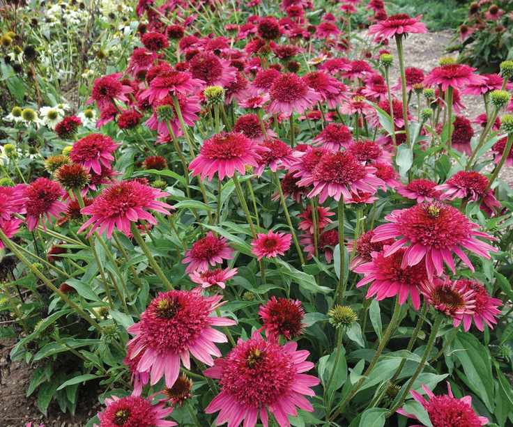 Echinacea 'Giddy Pink' flowers