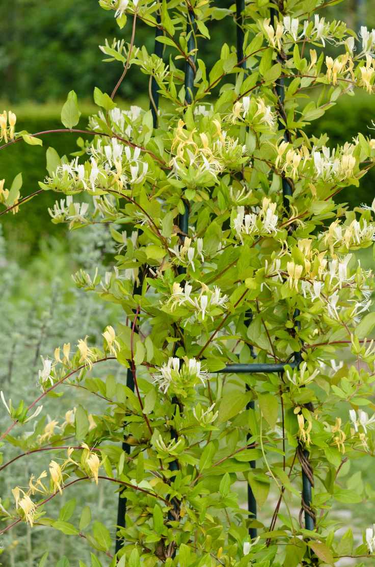 Best flowering climbers - Lonicera periclymenum 'Graham Thomas'