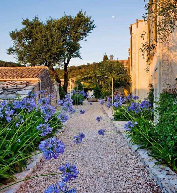 An Agapanthus walkway