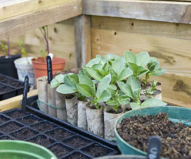 seeds being sown in a cold frame
