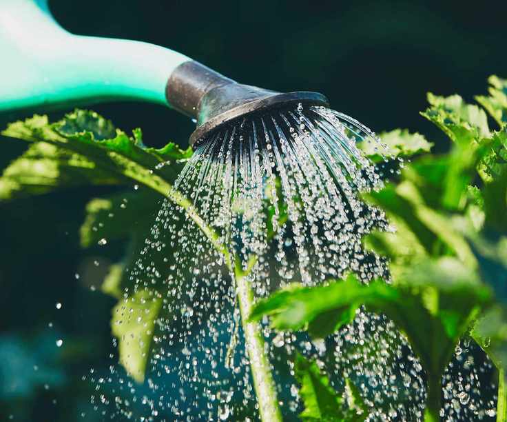 watering plants with a watering can