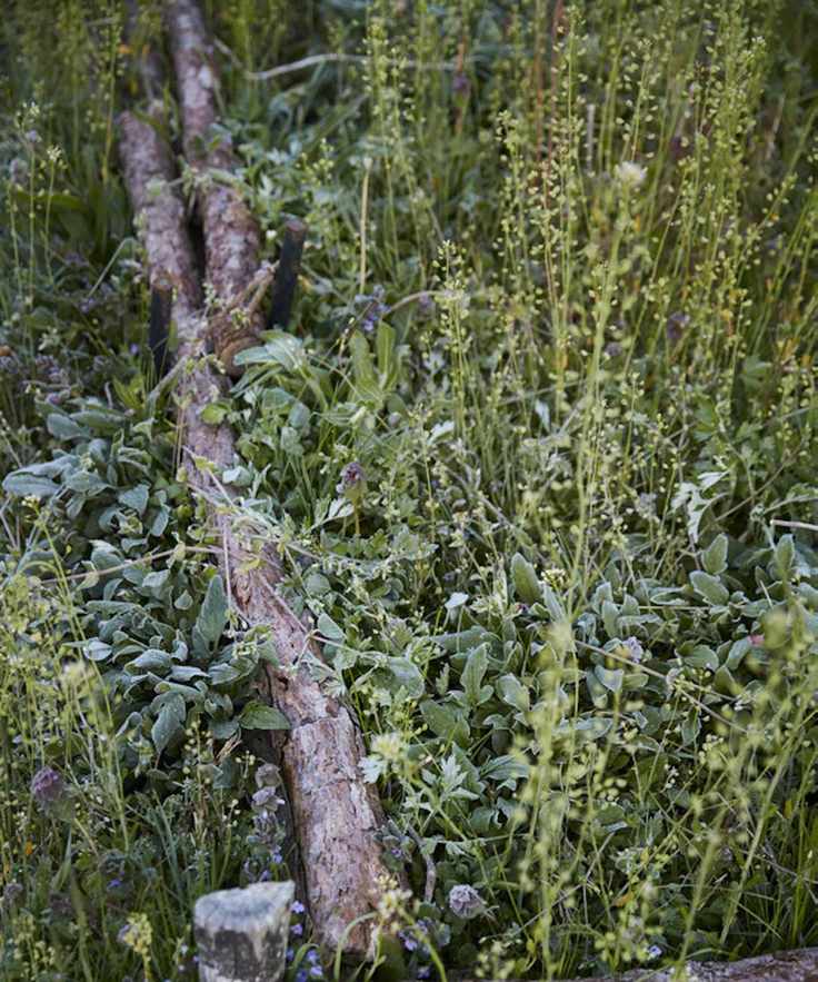Wild patch of invasive plants encased in rustic wooden frame