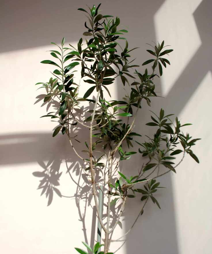 Indoor olive tree in sun