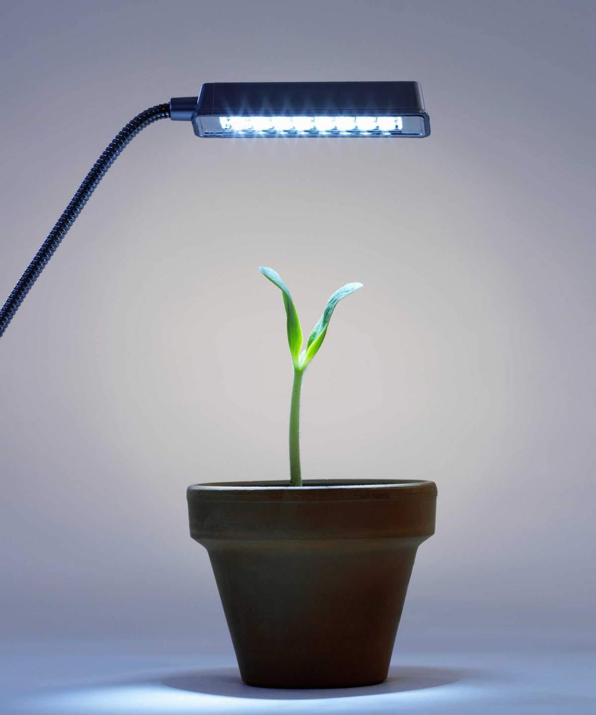 Grow light