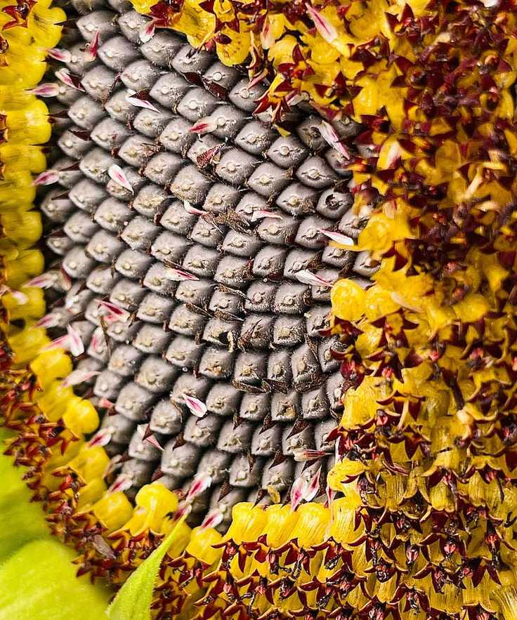 sunflower helianthus Russian Giant being harvested for edible seeds