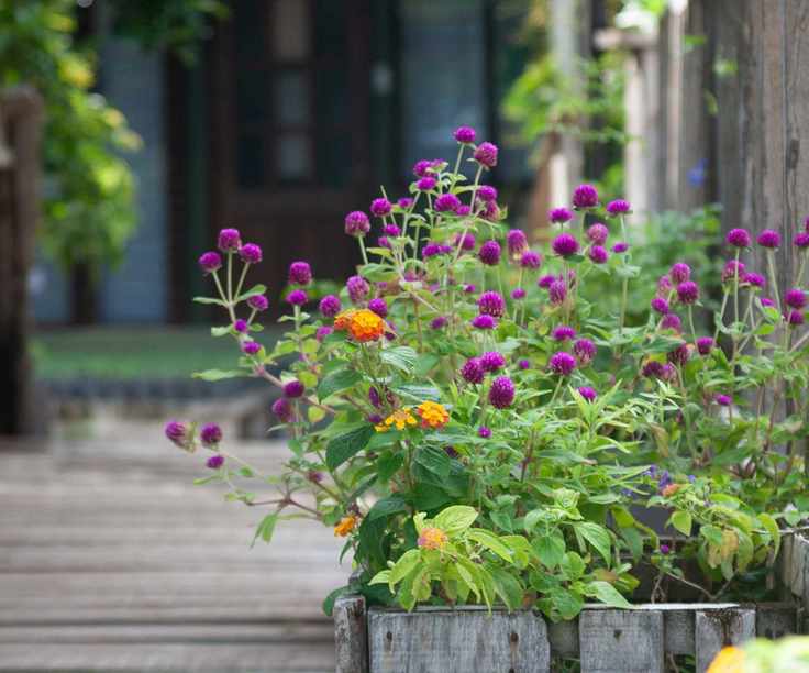 flowers growing in wooden container