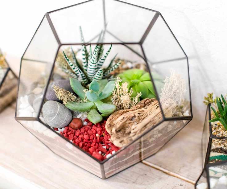 succulents in geometric terrarium
