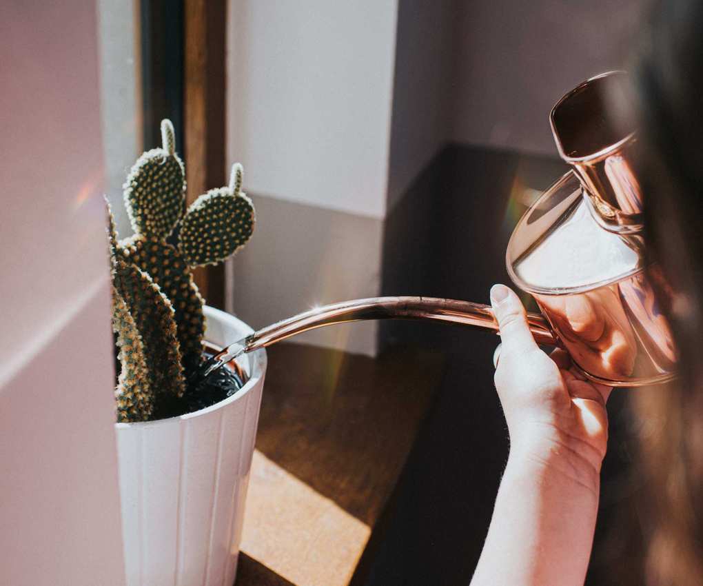 Watering a houseplant with a can