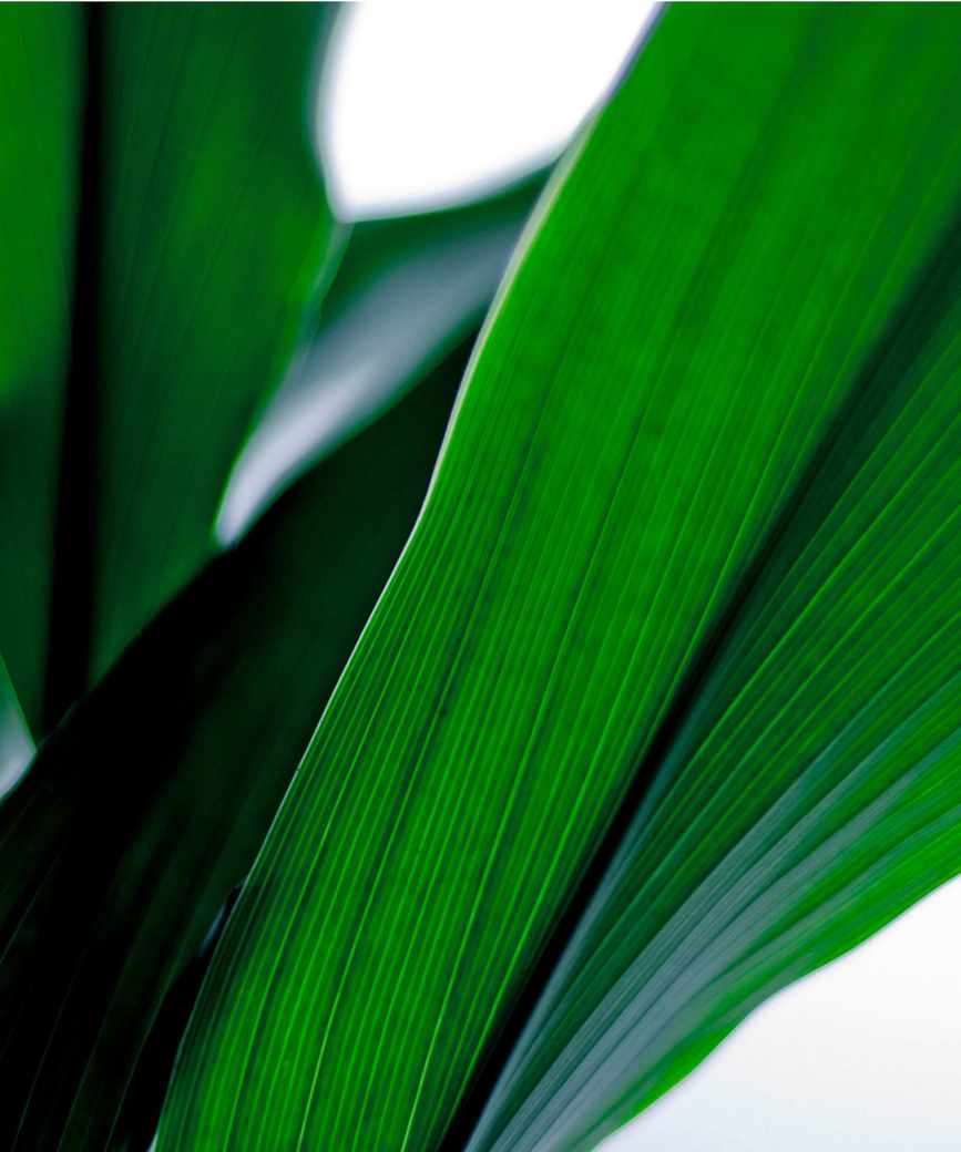 Aspidistra leaves