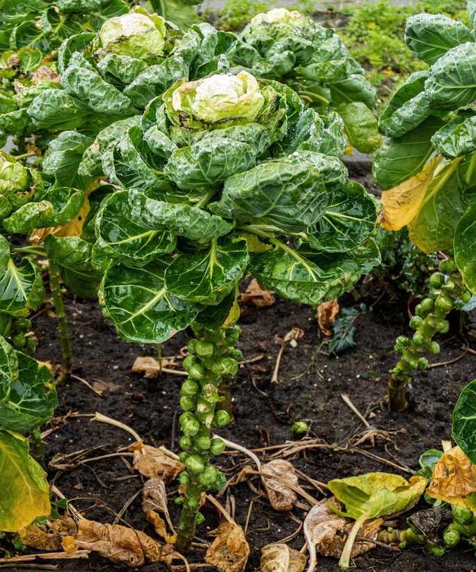 brussels sprouts plants growing in a vegetable patch