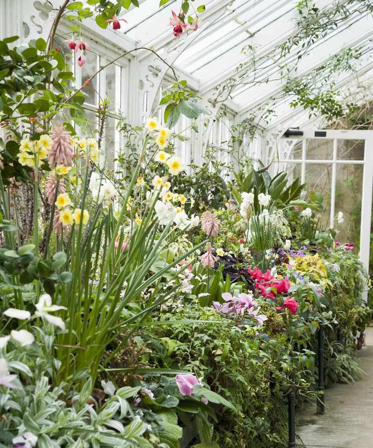 exotic plants grown under glass in the conservatory at Wallington National Trust garden
