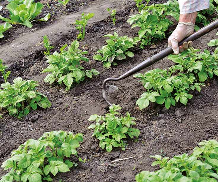 A gardener uses a hoe for hilling up potatoes