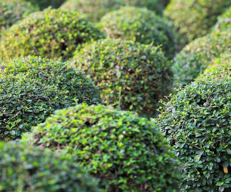 Box shrubs pruned into globes