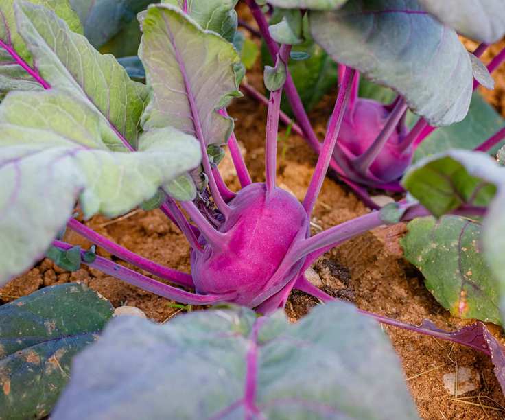 kohlrabi bulbs ripening on the allotment