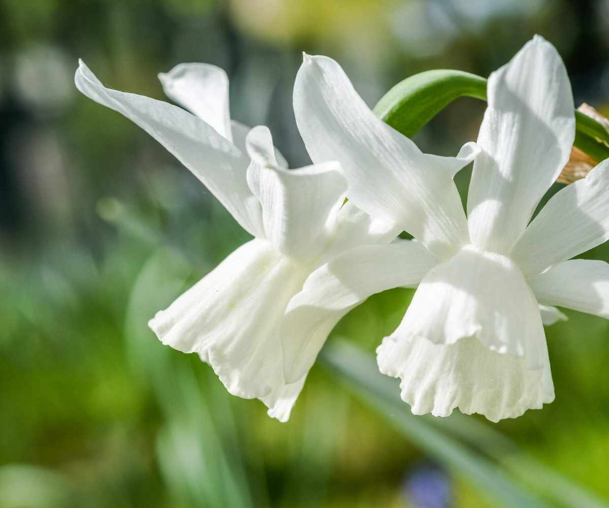 Narcissi mount hood