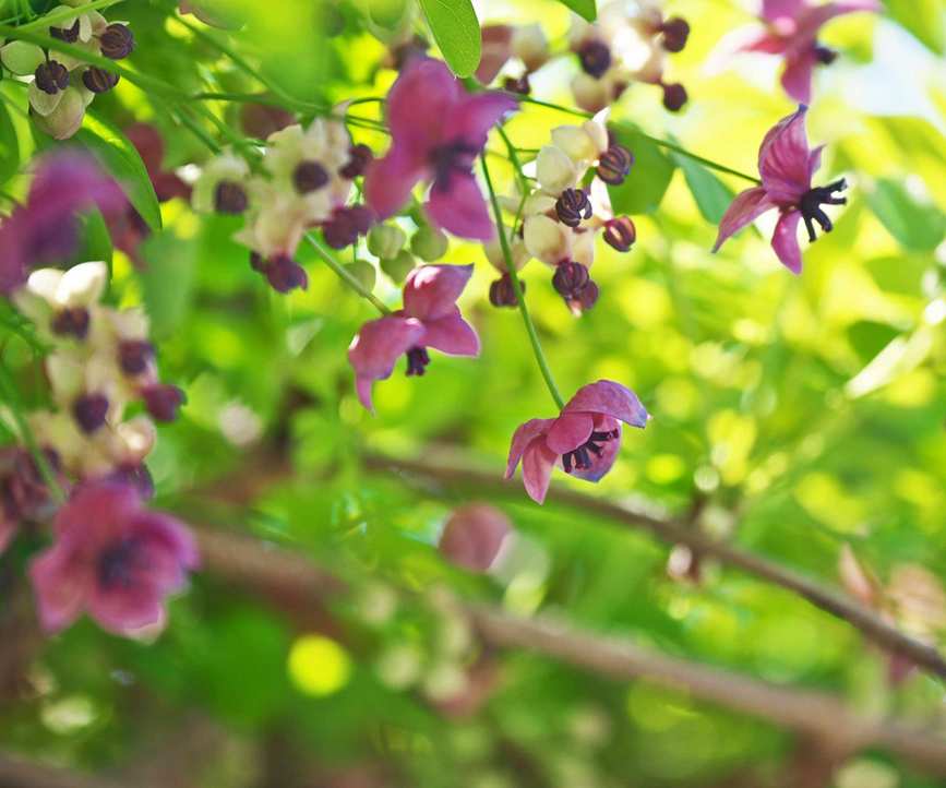 chocolate vine Akebia quinata