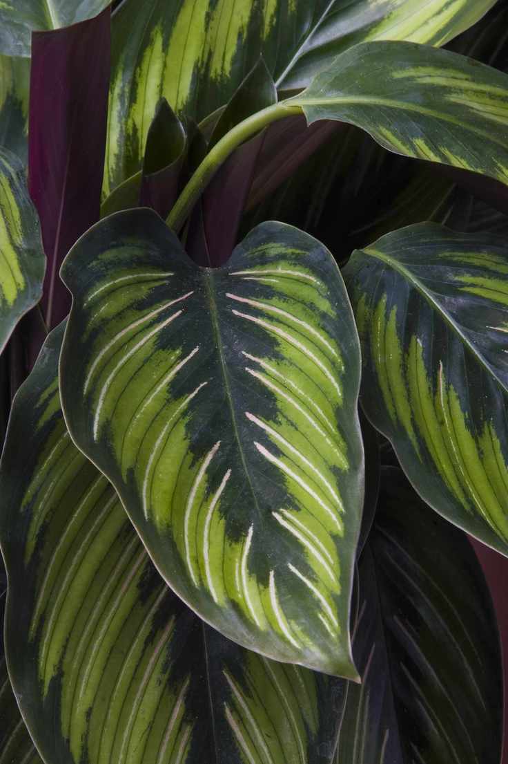 Dark and light green big leaves, white line