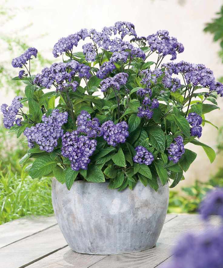 butterfly garden Heliotropium arborescens 'Nautilus Blue' AGM flowering in patio pot