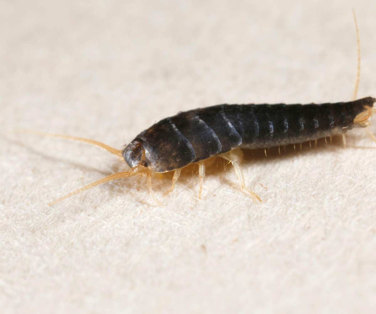 Silverfish