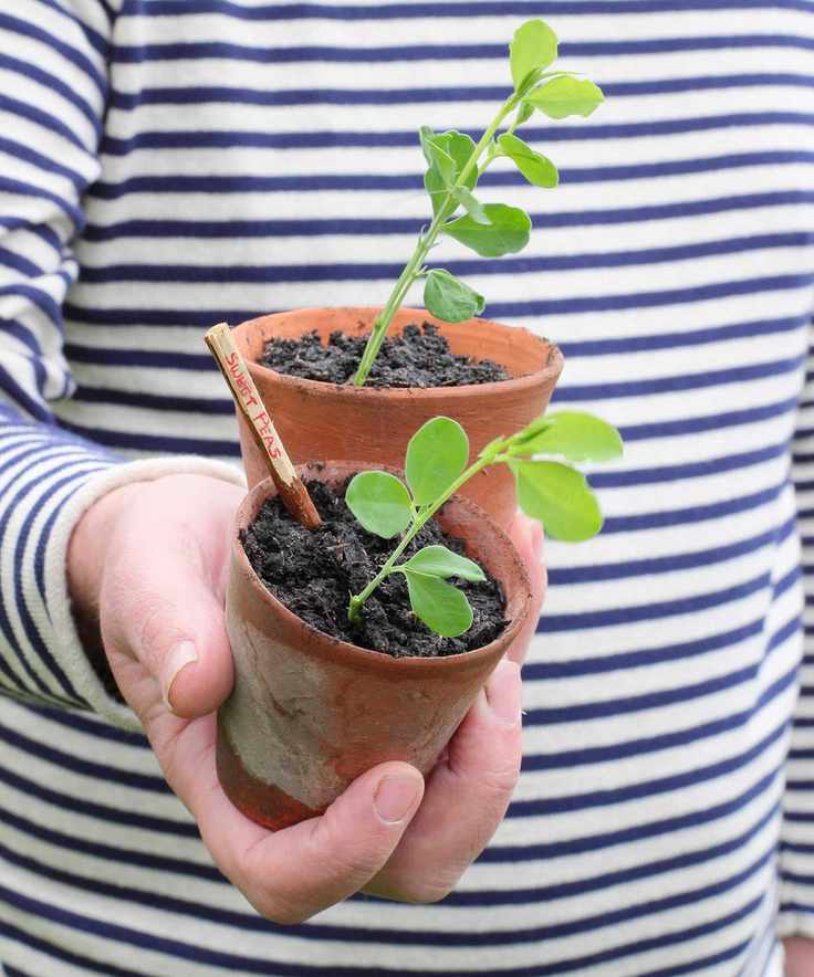 sweet pea seedlings