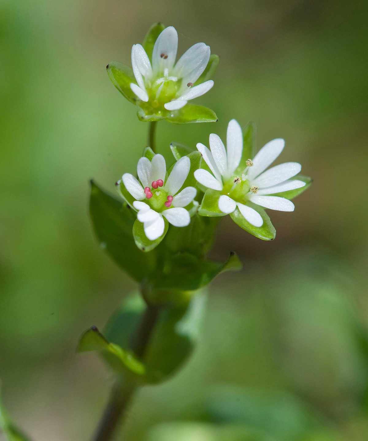 chickweed flowers