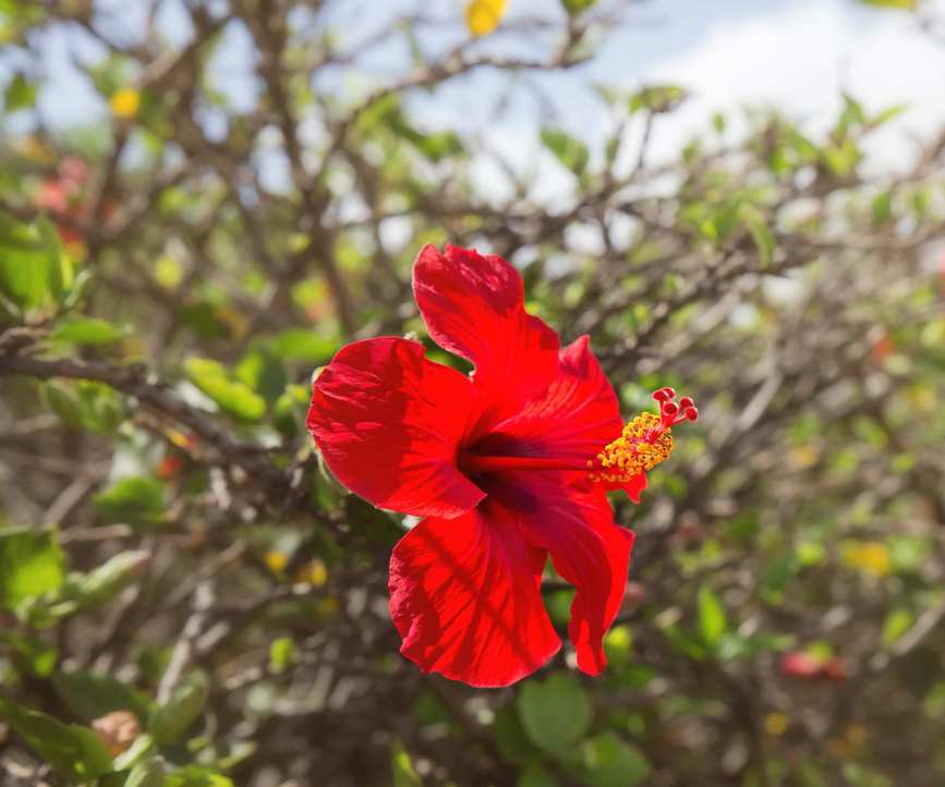 Red hibiscus flower in bloom