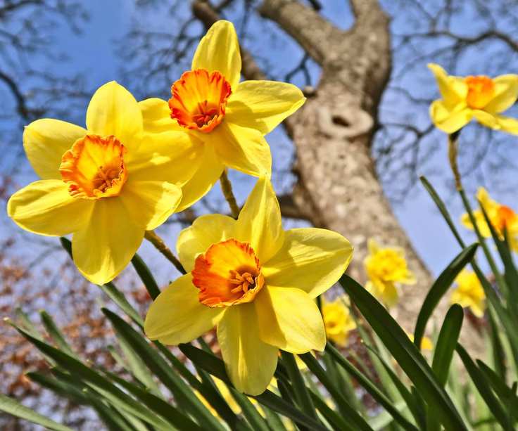 Daffodils blooming in spring sunlight near a tree