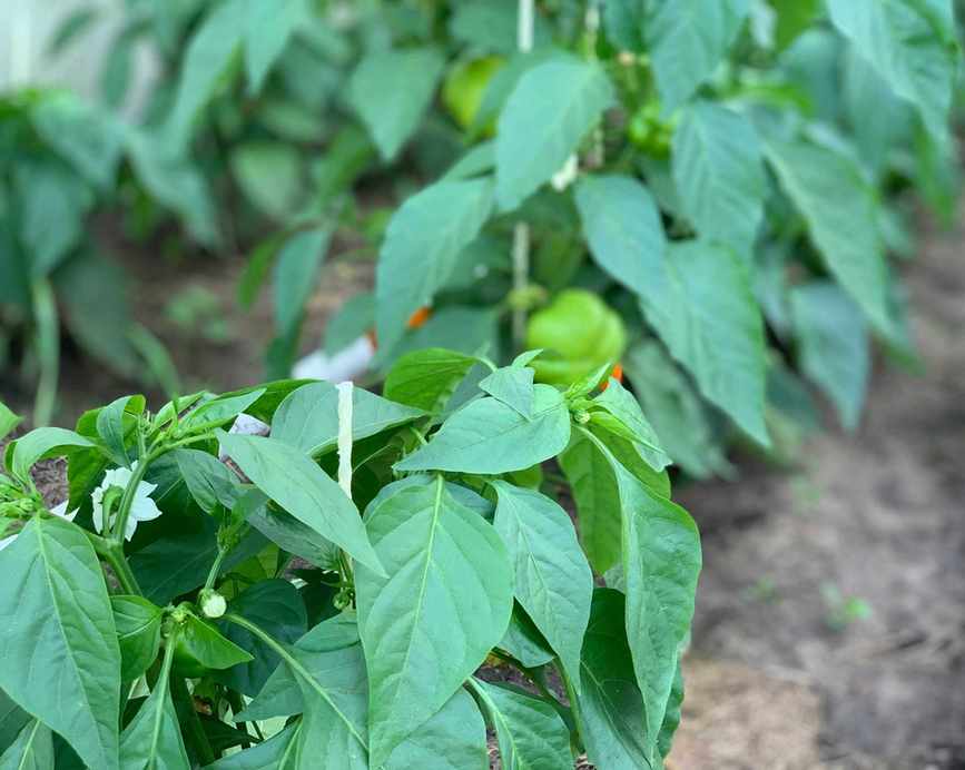 bell pepper plants growing in the ground