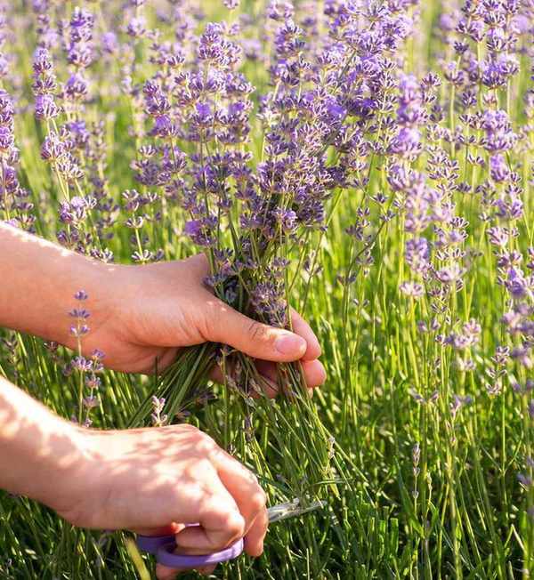 Harvesting lavender