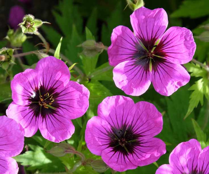 Hardy geraniums thriving in a rock garden