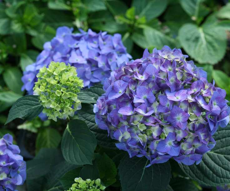 hydrangea Let's Dance Blue Jangles flowering in summer display