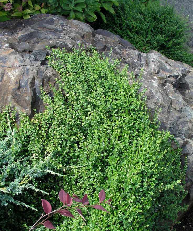 Euonymus fortunei 'Kewensis'