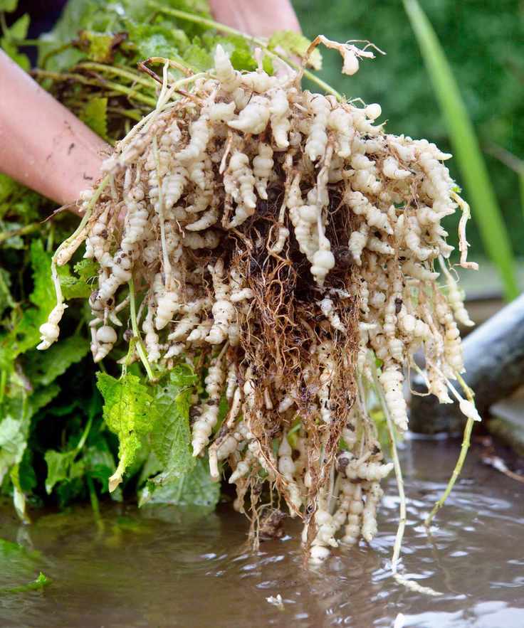 Lifting the plant to harvest Chinese artichoke tubers