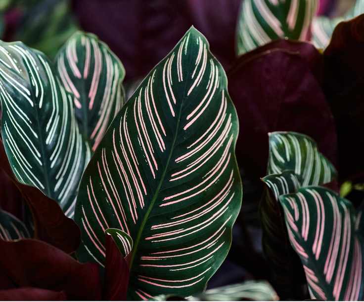 Calathea ornata leaves