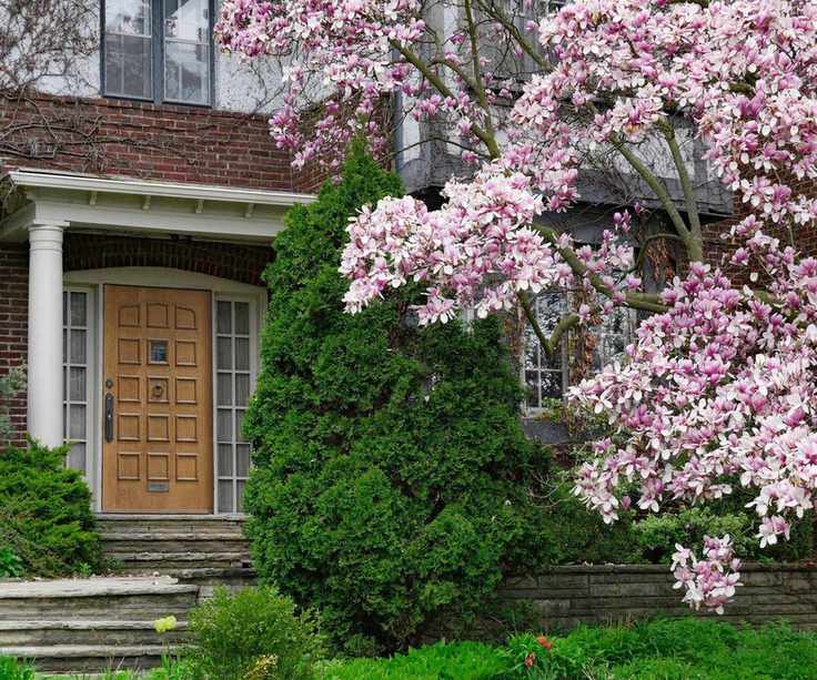 magnolia tree in front yard