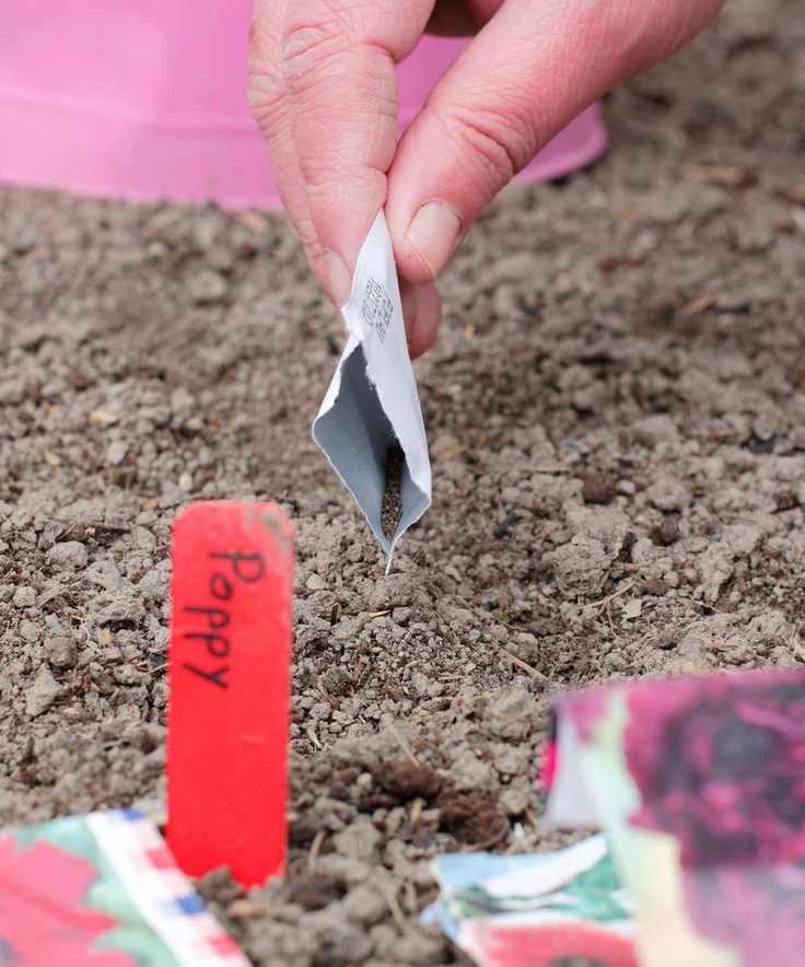 Sowing poppy seeds directly into the soil