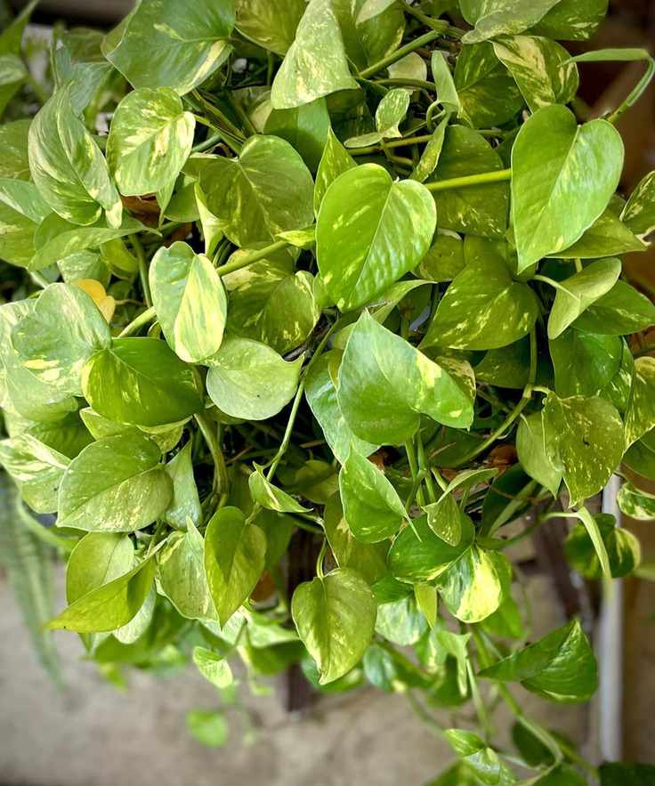 Close up of mature golden pothos plant's leaves