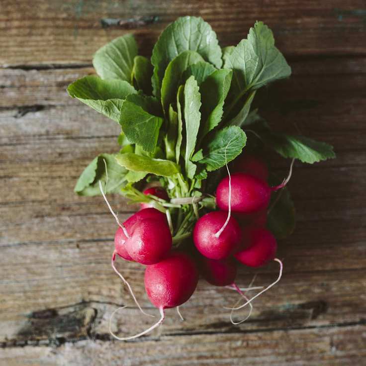 Bunch of fresh radishes
