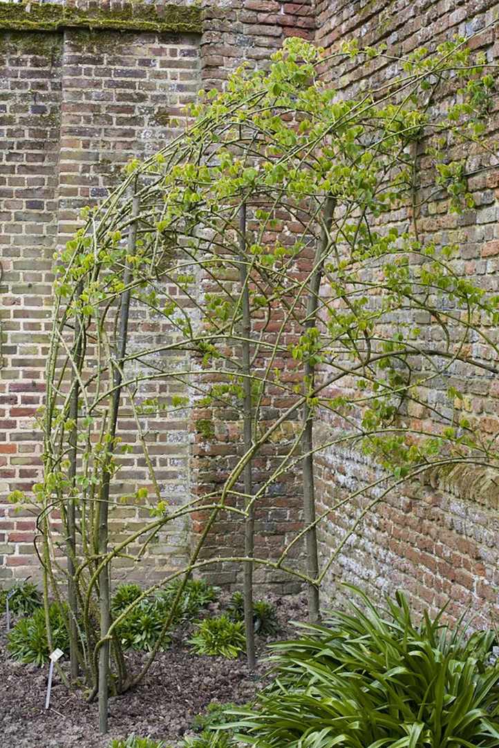 Mastering rose pruning: rose pruning Sissinghurst Gardens