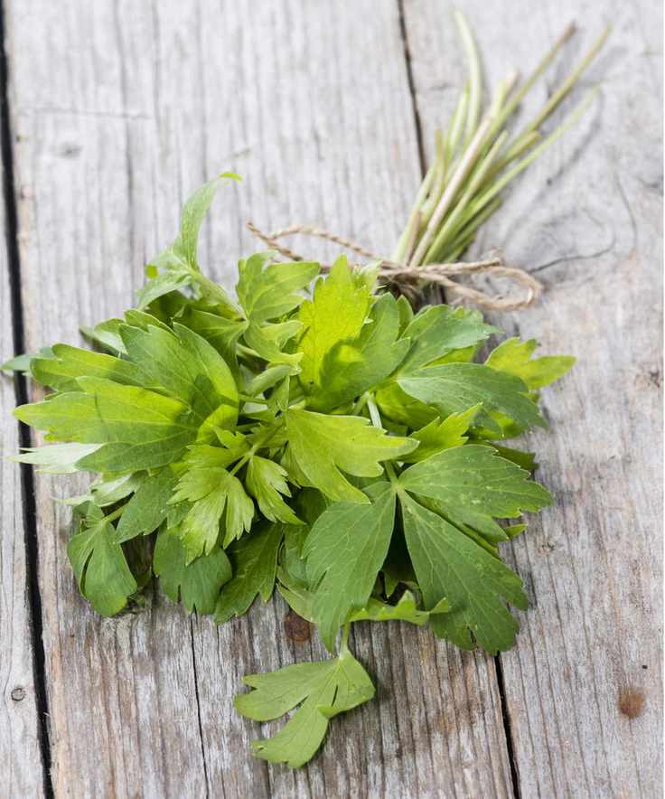 Lovage herb