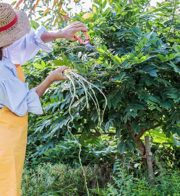Pruning a wisteria in summer