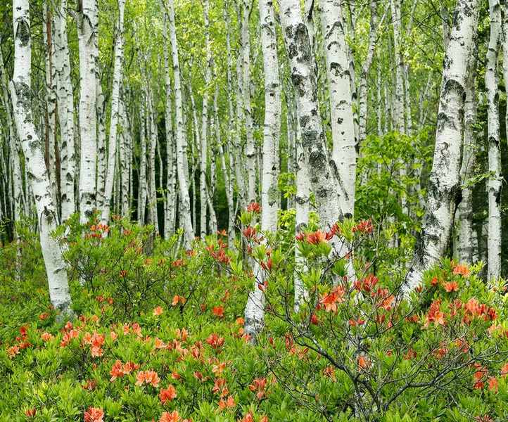 meadow with Birch trees and azalea flowers
