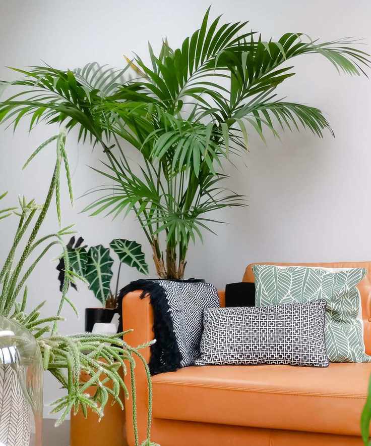 Large kentia palm plant behind an orange sofa