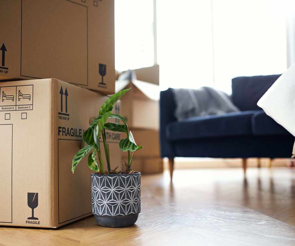 A close up of a small houseplant next to some moving boxes in a living room, blurred blue lounge chair and more boxed in the background.