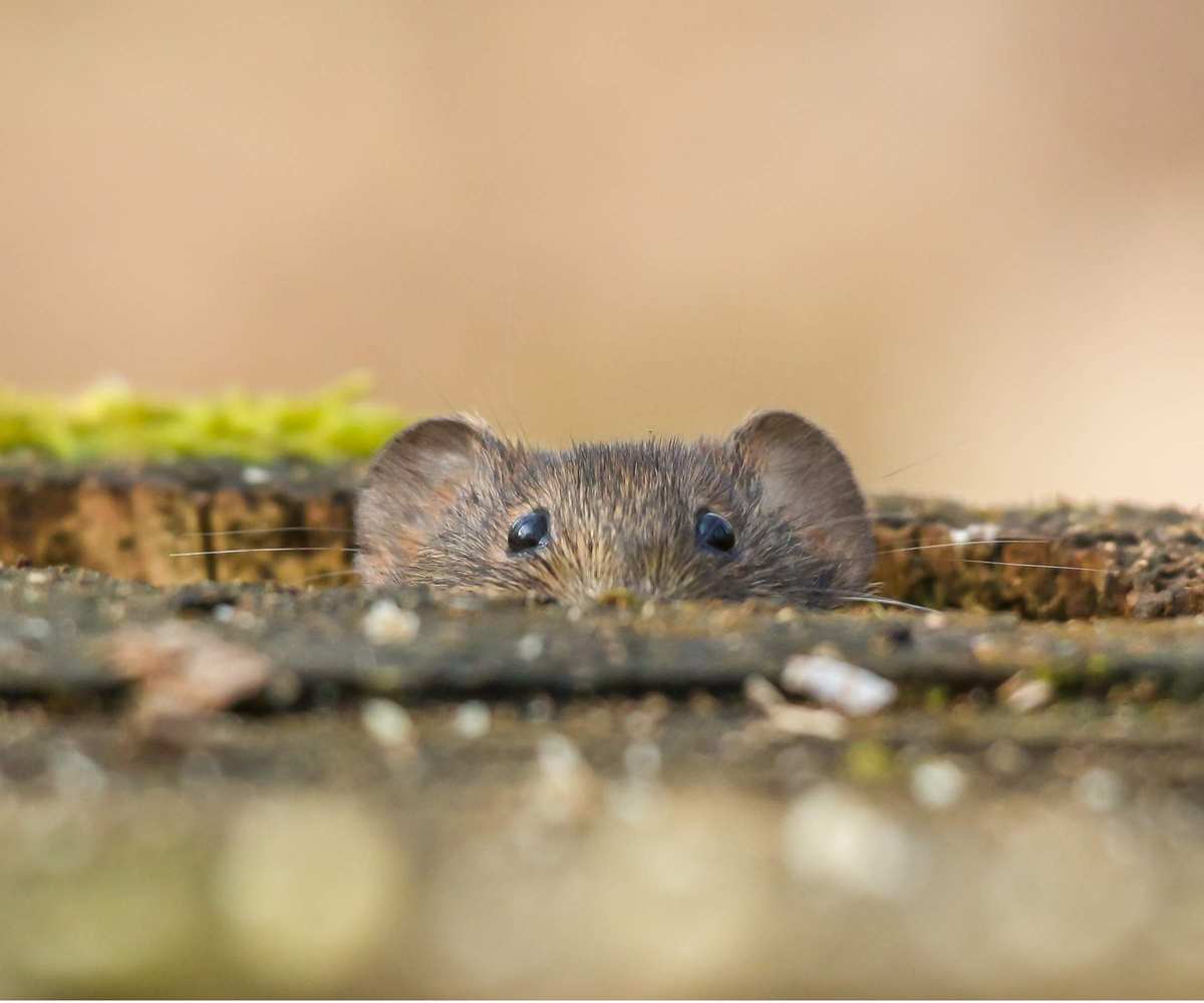 Mouse poking head out
