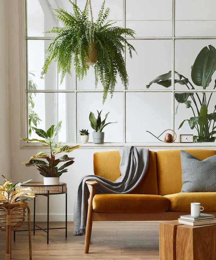 houseplants in apartment