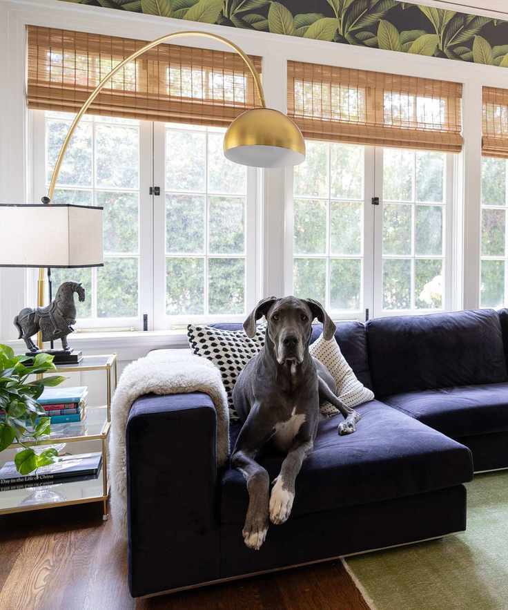great dane dog on blue velvet sofa