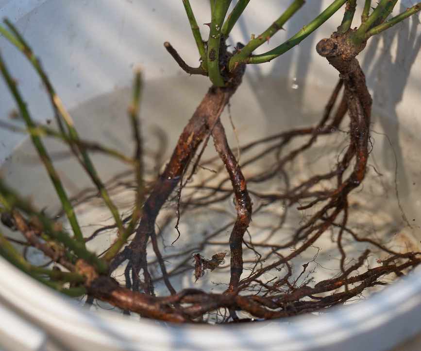 Bare-root stock soaking in a white bucket of water