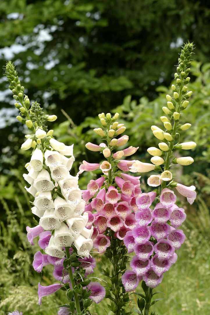 foxgloves growing in a garden